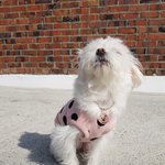 [강아지] 겁이많은 <b>하치</b>이야기 6탄