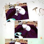 다들 강아지 사진 올려서 저도 제가 키우는 강아지 사진 올려봅<b>니당</b>❤