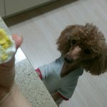 [드루와] 울<b>집강</b>쥐로 힐링해