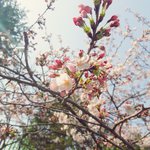 <b>보정</b> 추가))내가 찍은 벚꽃사진 보고가