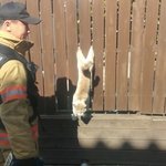 <b>멍청</b>한 고양이 ㅋㅋㅋㅋㅋ