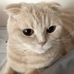 [고양이] 나의 동거묘 세마리! 뚜엘 <b>하몽</b> 리오 ❤️ 13