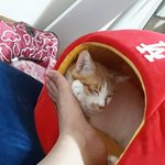 나의 동거묘 도칠이 털로 만든 모자와 <b>맛동산</b>