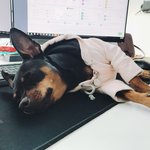 [강아지] [출근댕이] 오랜만에 집에서의 일상