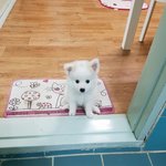 [강아지고양] 폼<b>피츠</b>구름이보러오세요! (+고양이마오)