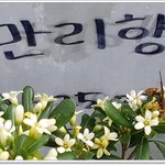 [꼭봐주세요] 만리향에 빠지다