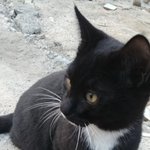 [댓글부탁해] 길냥이 이름추천좀 <b>해조</b>