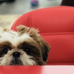 [강아지] [출근댕이] 포츈이의 미용변천사