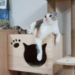 [고양이] [출근냥이] 정수기 <b>위</b>가 좋은 개냥이