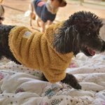 구찌/푸들/여아/3살/3.8kg      <b>듬직</b>하고 폭실한 골격을 가지고...