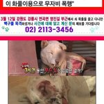 [목격자를 찾습니다] 말 못하는 <b>생명</b>을 화풀이 대상으로 삼아도 되는건가요...