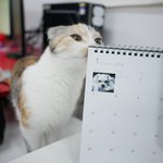 [고양이] [출근냥이] 코코넨네 잠<b>만보</b> 달이