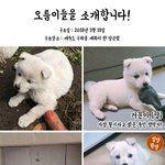 [제주당근밭오름이들] 버림 받았던 아이들도 사랑을 받으면 이렇게...