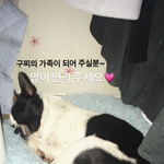 [강아지] 죽은 동료 곁을 지키던... “구찌”의 가족을 찾습니다...