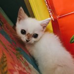 [고양이] [[씹덕주의]] 새식구 아깽이가 들어왔어요!!!!