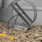 [방탄소년단] 쳇바퀴 구르는 다람쥐같아 진짜