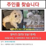 +추가)말티즈 주인을 찾습니다!
