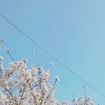 <b>이번</b><b>주</b> 금요일까지 벚꽃이 펴있을까ㅠㅠ