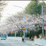 나는 매일 등교길이 벚꽃이다