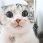 [고양이] [출근냥이] 캣잎<b>인형</b>만들어줬어요