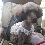 [강아지<b>분실</b>] 영등포역 근처 초코푸들 <b>분실</b>