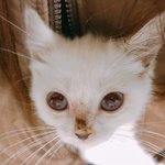 [고양이] [[<b>심</b><b>멎</b>주의]] 아기 고양이의 깔깔이 사랑