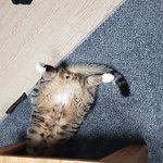 [고양이] 울집 개냥이 <b>로건</b> ㅋ