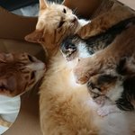 길냥이 냥줍 임신 그후