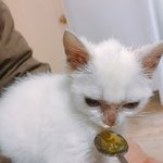 [고양이] [[맴찢주의]] 아픈 아기고양이ㅠㅠ