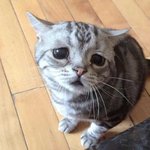 보고<b>시펑</b>ㅠ