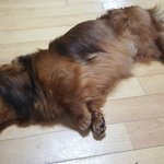 [강아지] 안락사 일주일 남기고 업어온 아이 버리신분 양심이 있길...