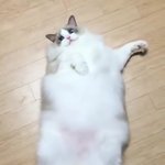[댓글부탁해] <b>미국</b> 유학 가본<b>사람</b> 들어와바