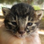 [고양이] 내친구고양이티버2