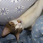새벽에 우리집들어온 길냥이.. 후1년..