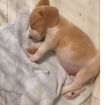 [EXO] 앜, 너무 귀여워 <b>한달치</b> 사료 먹고 잠든 댕댕이