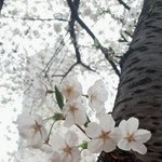 [2018 서울 봄꽃축제] 신천지 <b>자원</b>봉사단의 벚꽃같이 아름다움의...