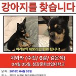 [꼭봐주세요] 강아지를 찾습니다[<b>치와와</b>]