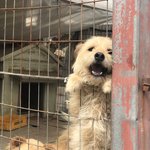 어제 유기견보호센터에 <b>봉사</b>갔는데ㅠㅠㅠ