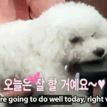 [EXO] 오비비때문에 <b>비숑</b>좋아짐