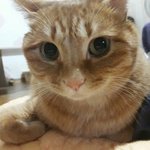 [댓글부탁해] 강아지보면 발로 <b>차고</b>싶음