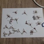 [댓글부탁해] 꽃 말리는 법 아는 사람!!!? (<b>코팅</b>)