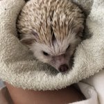 [반려<b>동물</b>] 우리 특이한 반려<b>동물</b>들 자랑하고 가자!