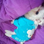 [흰둥이] 유기견이었던 우리집 흰둥이 3번째