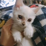 [고양이] <b>엄빠</b> 덕후 개냥이