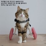 표정연기가 <b>압도</b>적인 냥이