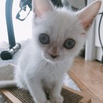 [고양이] 아기냥이와 스크래쳐