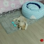 댕댕이 많이컸지