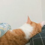 <b>난쟁이</b> J야 머하냐