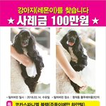 [강아지분실] 도와주세요!