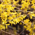 [댓글조언] 중고차 사기 당했는데 조언조